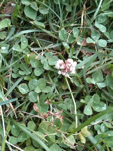 white clover