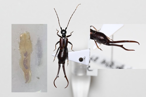 Timomenus aeris