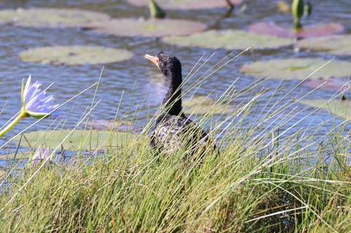 iNaturalist image