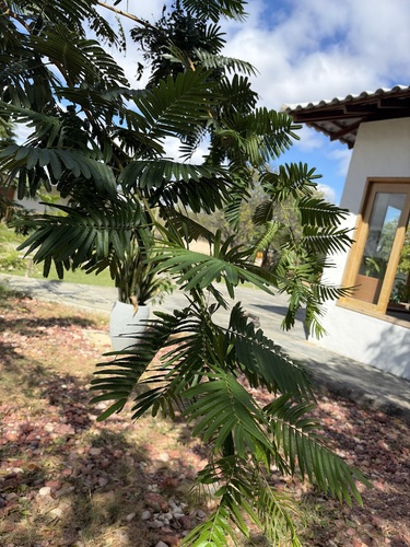 Mimosa tenuiflora observed 2026-07-24