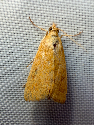 Garden Webworm Moth photo 4