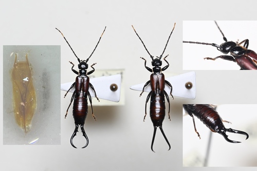 Cordax armatus