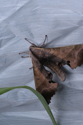 Marumba gaschkewitschii