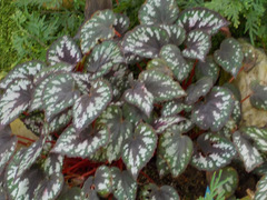 Begonia rex-cultorum