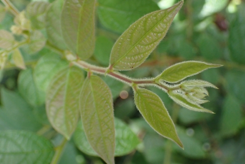 Glochidion eriocarpum, 2026-07-22