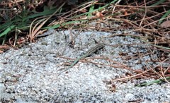 Podarcis guadarramae guadarramae