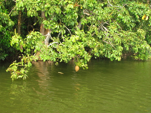 Pachira aquatica - Whole tree