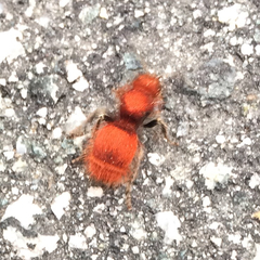 Sphaeropthalma unicolor