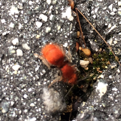 Sphaeropthalma unicolor