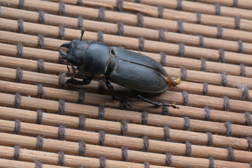 Kirchnerius yangi