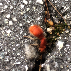 Sphaeropthalma unicolor