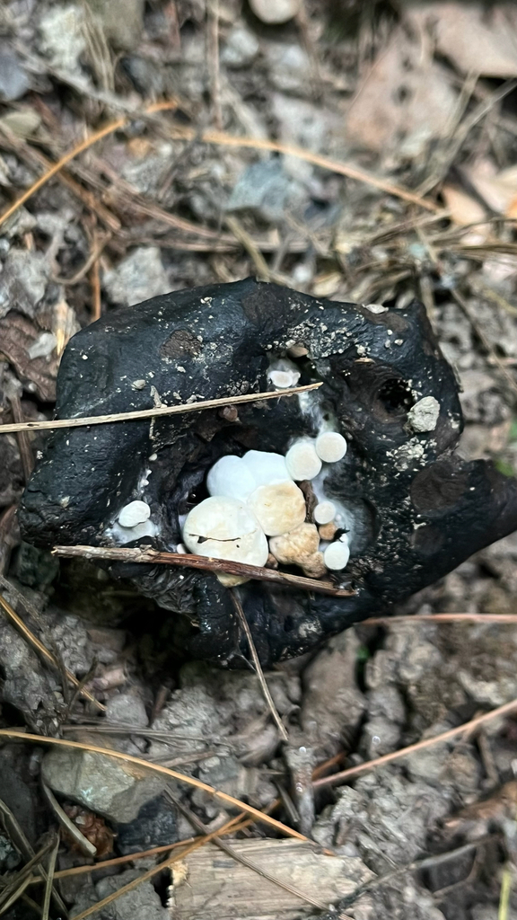 Powder Cap · July 2026 · photo: Photo: no rights reserved · iNaturalist