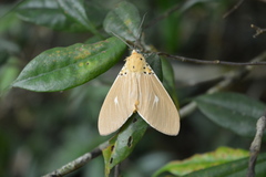 Asota producta