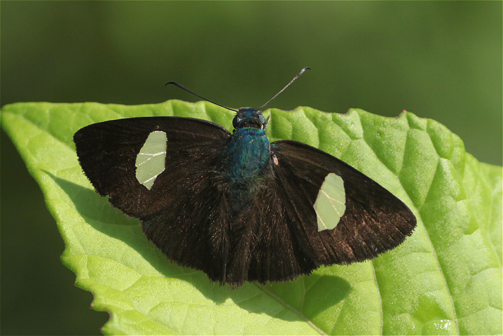 Ectomis cythna