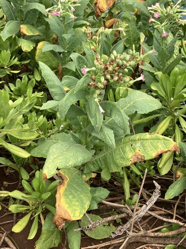Nicotiana tabacum observed 2026-07-23
