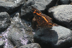 Anthanassa drusilla alceta