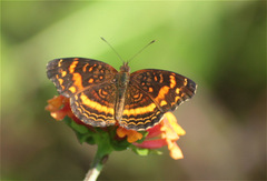 Anthanassa drusilla alceta
