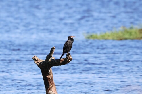 iNaturalist: (c) jandutoit, some rights reserved (CC BY-NC) iNaturalist image