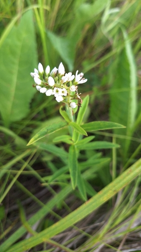 Lysimachia barystachys, photograph 3