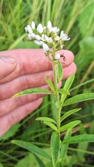 Lysimachia barystachys, photograph (c) Violetta Dzizyurova, some rights reserved (CC BY)