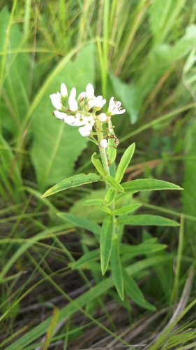 Lysimachia barystachys, photograph 5