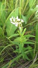 Lysimachia barystachys, photograph (c) Violetta Dzizyurova, some rights reserved (CC BY)