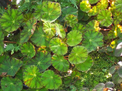 Begonia bowerae