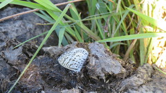 Leptotes cassius cassius