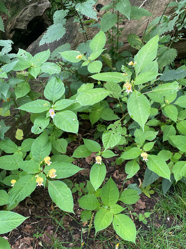 Impatiens edgeworthii, photograph 6