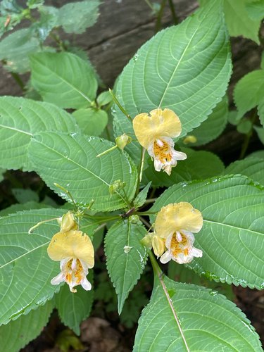 Impatiens edgeworthii, photograph 5