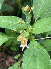 Impatiens edgeworthii, photograph author not stated, no rights reserved