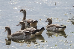 Alopochen aegyptiaca image