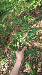 Sophora flavescens