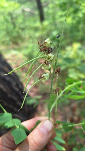 Sophora flavescens, photograph 2