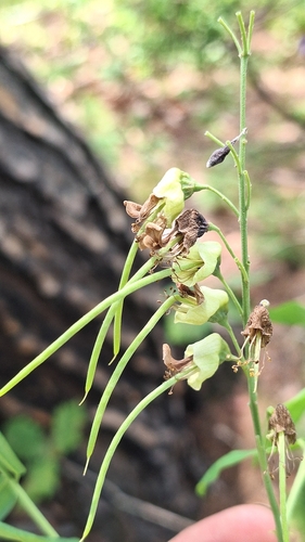 Sophora flavescens, photograph 3