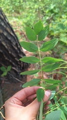 Sophora flavescens, photograph (c) Violetta Dzizyurova, some rights reserved (CC BY)