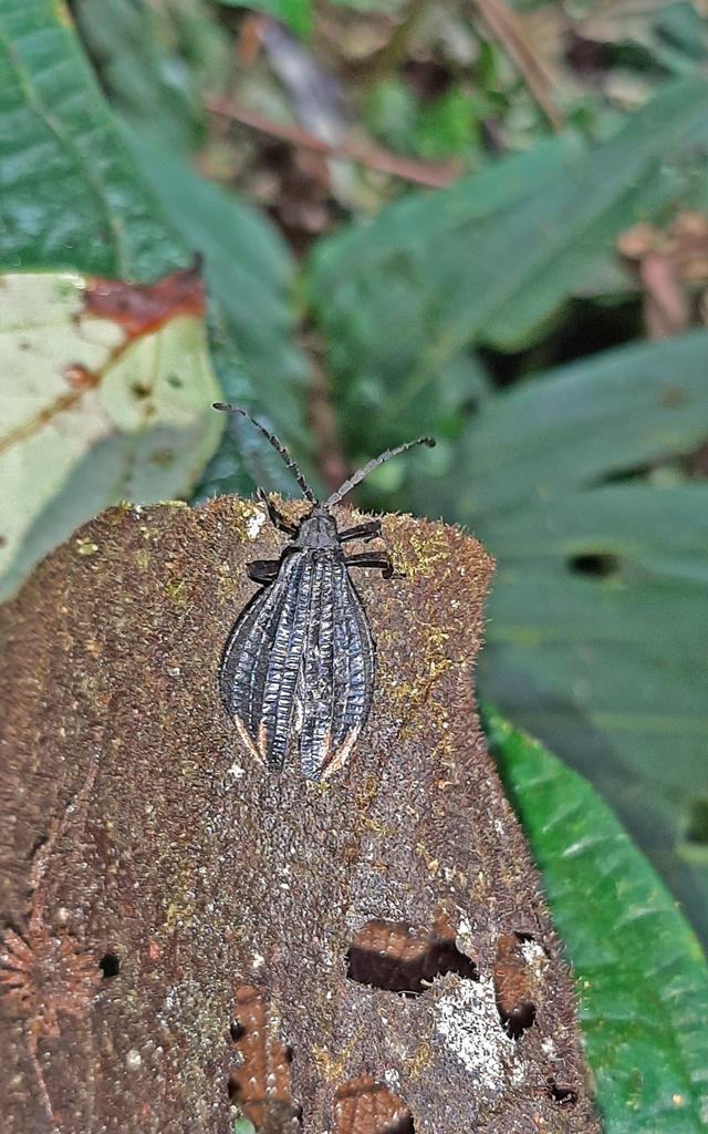 Calopteron poweri
