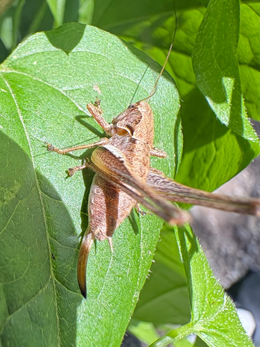Dark Bush-cricket
