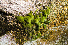 Gemmabryum
