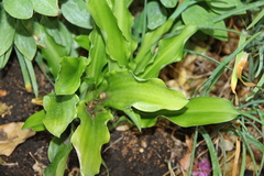 Veltheimia