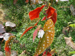 Begonia maculata