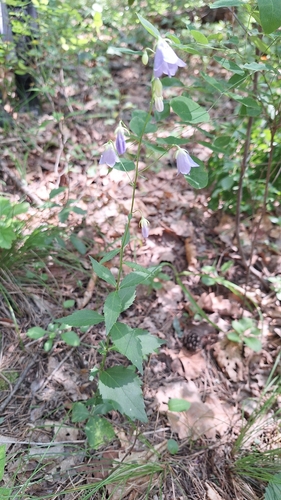 Adenophora divaricata