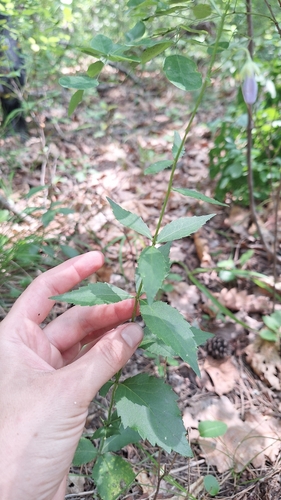 Adenophora divaricata, photograph 2