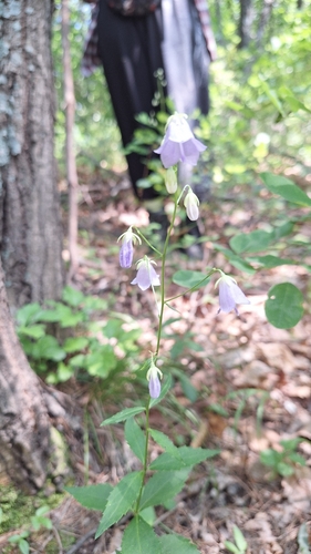 Adenophora divaricata, photograph 3