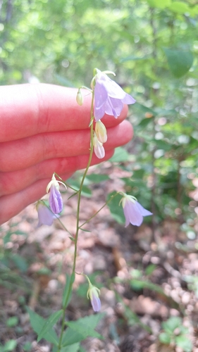 Adenophora divaricata, photograph 5