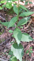 Adenophora divaricata, photograph (c) Violetta Dzizyurova, some rights reserved (CC BY)
