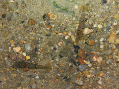 Caridina serrata