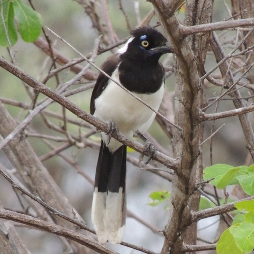 White-naped Jay (Cyanocorax cyanopogon), photo 5