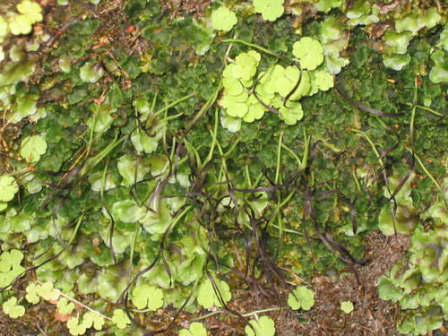 Sibthorpia europaea, photograph 5