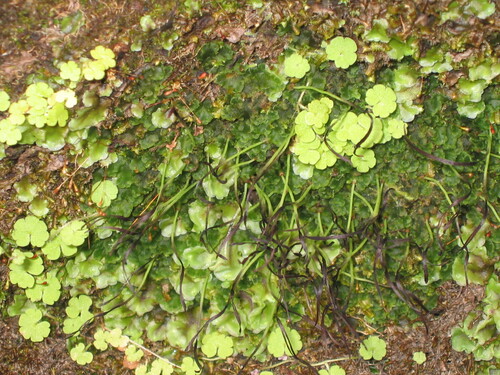 Sibthorpia europaea, photograph 3